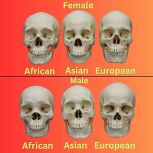 african asian european skull