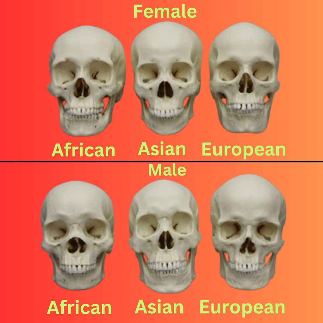 How to Find Out Your Ethnicity by Facial Features? (2024) | Genetics ...