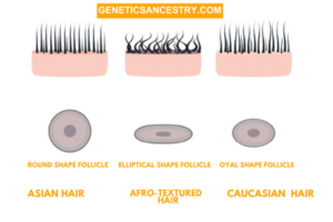 3 Types of Hair Ethnicity